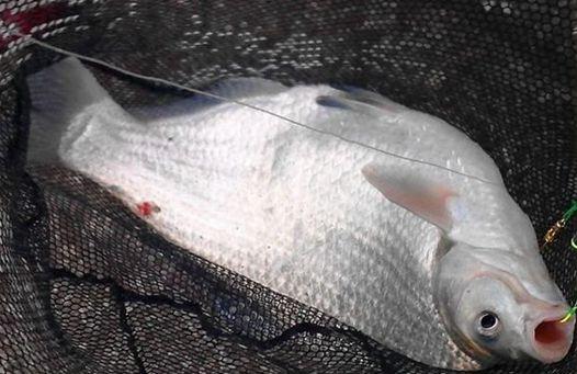 早春钓鳊鱼的时候，饵料和窝料就这么选，上鱼很简单