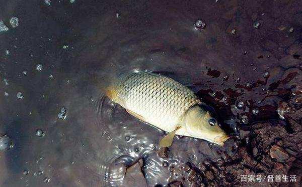 春季就只能钓鲫鱼吗？老钓友直言：这三种鱼了解一下，错过太可惜