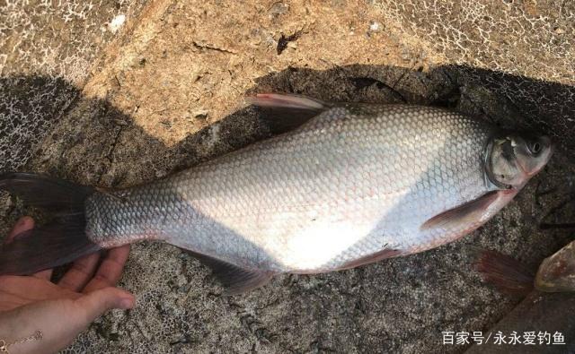 夏季垂钓鳊鱼小技巧，简单易学，只要掌握了就可以钓到鳊鱼