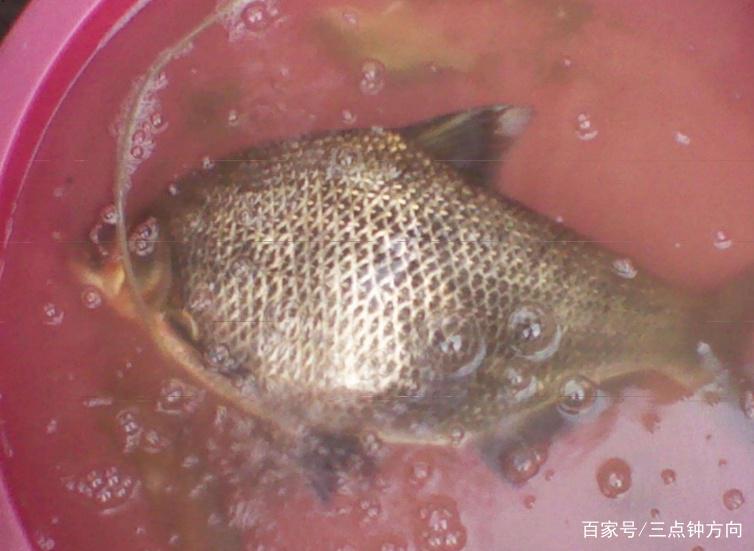 浅谈夏季垂钓鳊鱼的小技巧，了解掌握这些技巧，让你有好渔获！