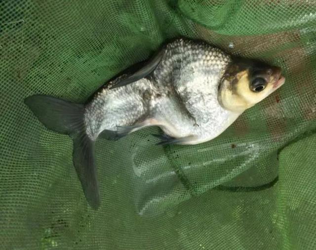 野钓鳊鱼绝招：学会这套方法，只要鱼肯进窝别怕不咬钩！