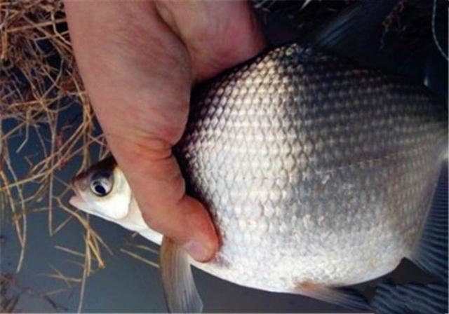 4月钓鳊鱼的好时机，这些钓鳊鱼的的技巧，你要知道