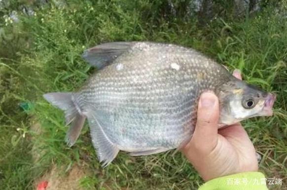 垂钓鳊鱼时，老钓手的这些小经验，钓友们不妨多了解一下