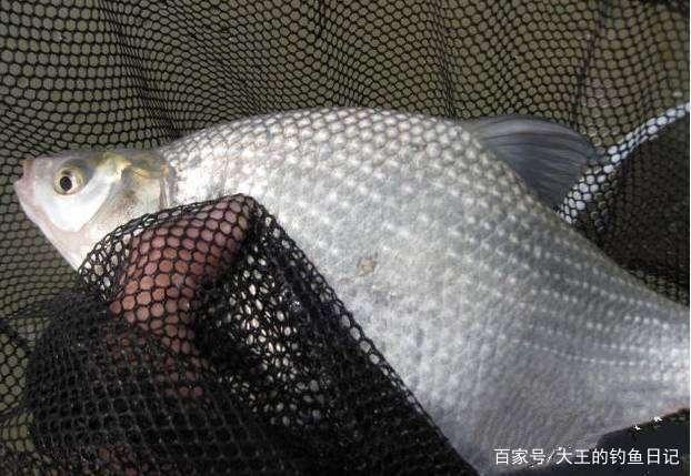 6月1日起，鳊鱼、马口、宽鳍鱲，在北京将被列入重点保护禁食鱼类