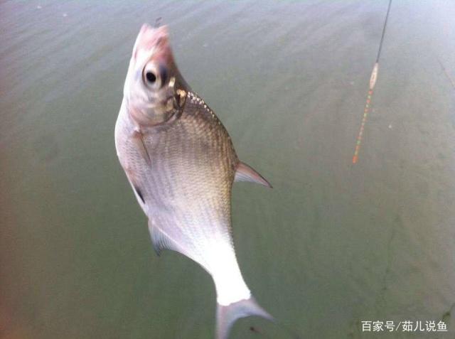 分享垂钓鳊鱼的小技巧，学以致用，不怕没有收获