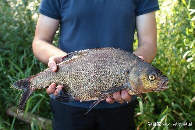 鳊鱼的制饵、用饵规律和钓法的选择，学会这些，别再说你不会钓鱼