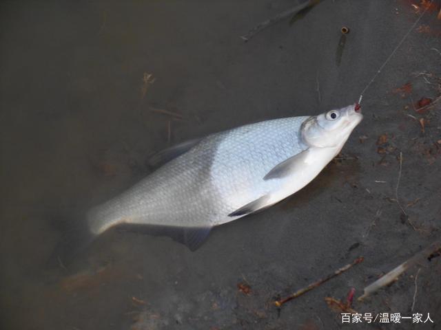 钓鲫鱼和鳊鱼都用哪些饵料