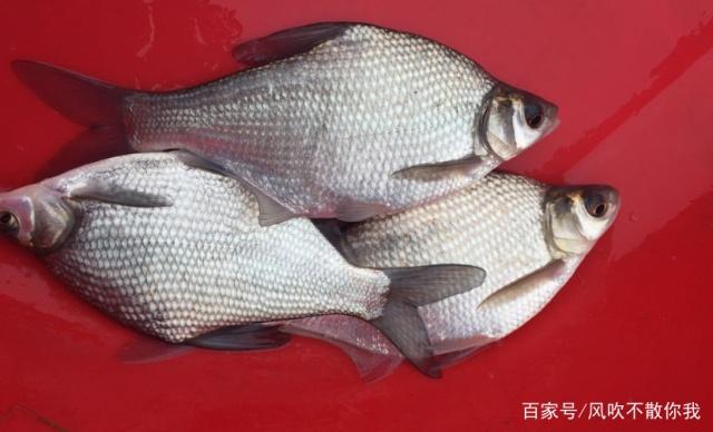 野外垂钓鳊鱼不用愁，学会这些小技巧，让你早日脱离小白的队伍