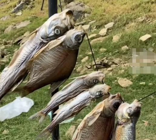 会钓鱼有多重要，贵阳突发疫情，小伙钓鱼回不了家，变荒野求生