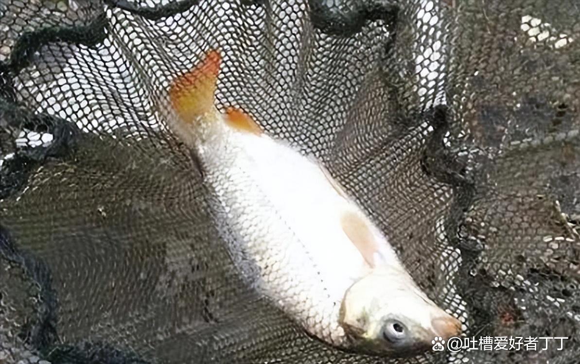 一月份什么鱼好钓？