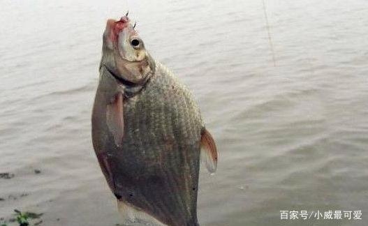 夏天垂钓鳊鱼的好方法，轻松学会这几招，让你钓鱼钓到手发酸
