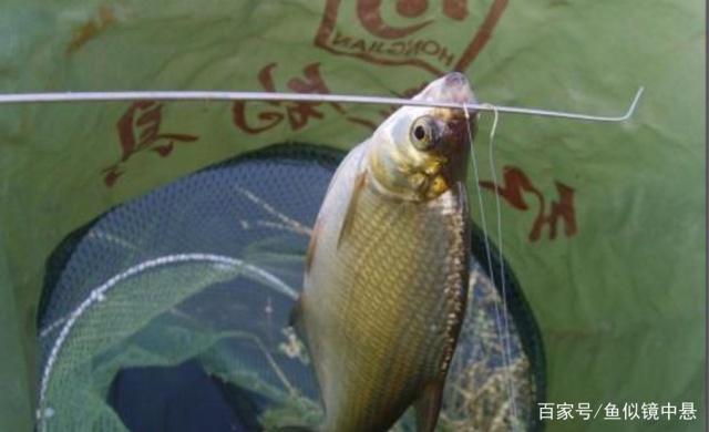 鳊鱼如何能钓好？关键技巧很重要，学会之后渔获会容易很多
