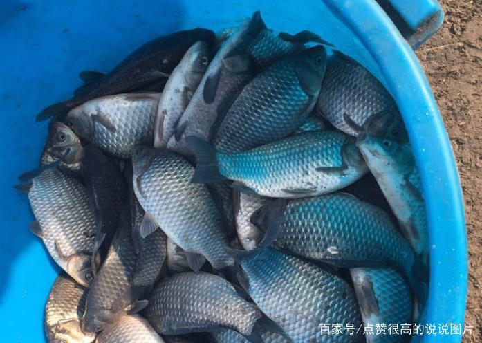 关于钓鳊鱼的技巧，不了解的可以进来看看，真的很实用！