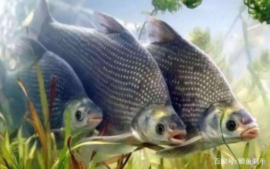 钓鳊“黑五月”？不是鳊鱼难钓获，而是你方法不对路！