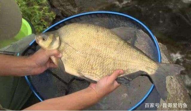 初春季节钓鳊鱼，唯独这几招最厉害，不吹不黑，一天至少钓20条！