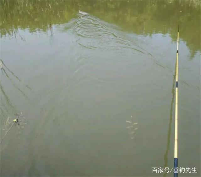 秋天用这几招钓鳊鱼，一钓就会收获很多，相信你也可以做到的