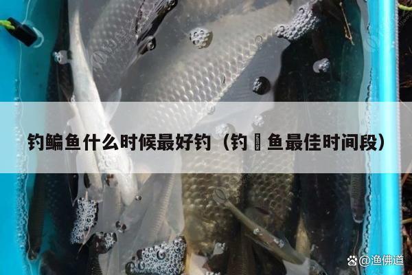 钓鳊鱼什么时候最好钓（钓鮰鱼最佳时间段）