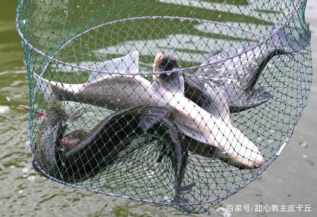 垂钓鳊鱼的小技巧，知道了这些，连杆上鱼不是问题