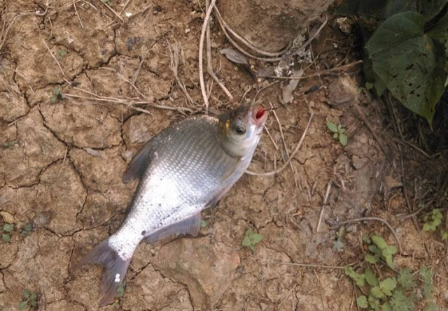 垂钓鳊鱼时，需要掌握哪些技巧？就来看看老钓友分享的经验