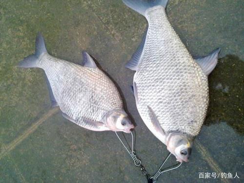 最爱钓鳊鱼，什么时候都是那么好钓，夏钓鳊鱼，稍作准备即可爆护