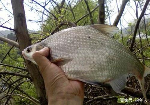 鳊鱼是我见过最好钓的鱼，一钓一箩筐！不要告诉我你还没钓过鳊鱼