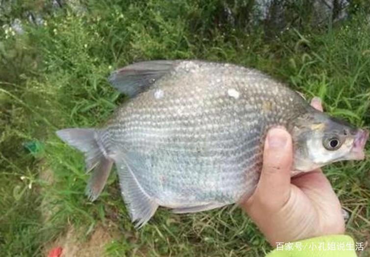 钓鳊鱼需要知道的一些小常识，跟我这样做，才会很轻松！