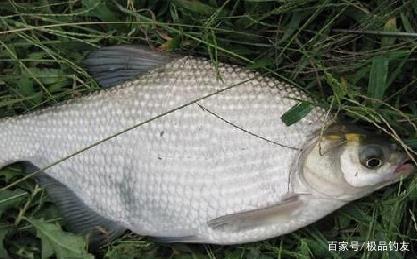 早春钓鳊鱼实用技巧