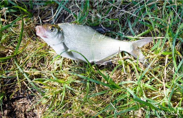 想要钓到鳊鱼，只要掌握垂钓技巧，可以轻松钓获