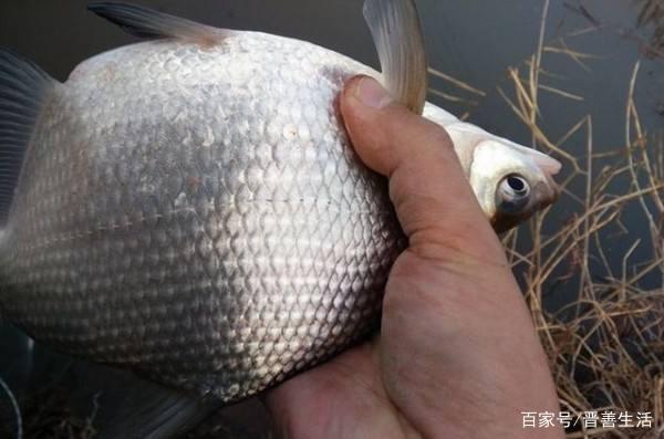 鳊鱼很难垂钓吗？只需做好这三点，大鳊鱼狂拉不停