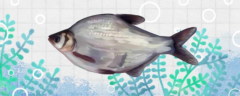 秋天钓鳊鱼用什么饵料最好，钓深还是浅