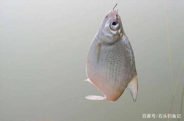 临近钓“大肚子”鳊鱼旺季，如何“爆护”？老钓友4点技巧助你