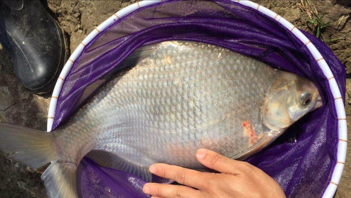 怎么样来作钓鳊鱼，看野钓高手是如何分析的，请花一分钟耐心看完