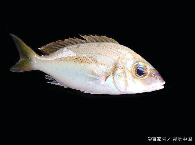 老钓手分享经验，学会了这些，钓获鳊鱼变得简单又轻松