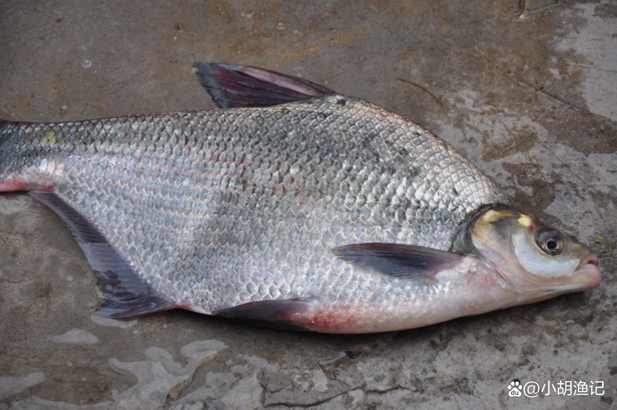惊蛰前后钓鳊鱼，掌握这两个秘诀，每次都能轻松钓十几斤！