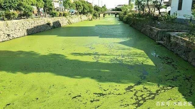 鳊鱼克星学会这一招鳊鱼垂钓不求人