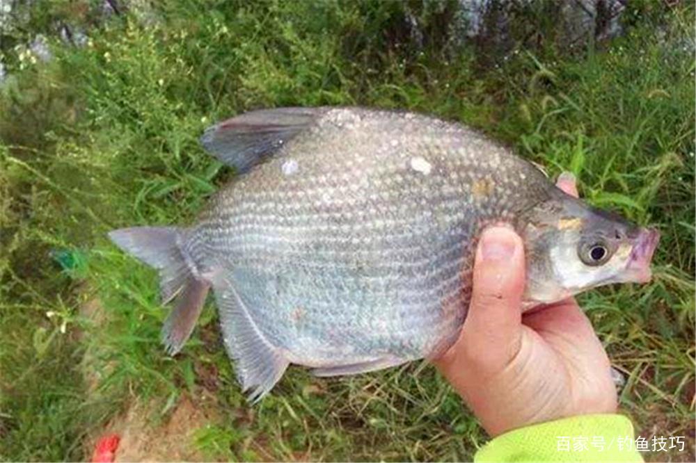 野钓必杀技：不同鱼有不同的最佳钓法，这些必杀技，你知道几个？