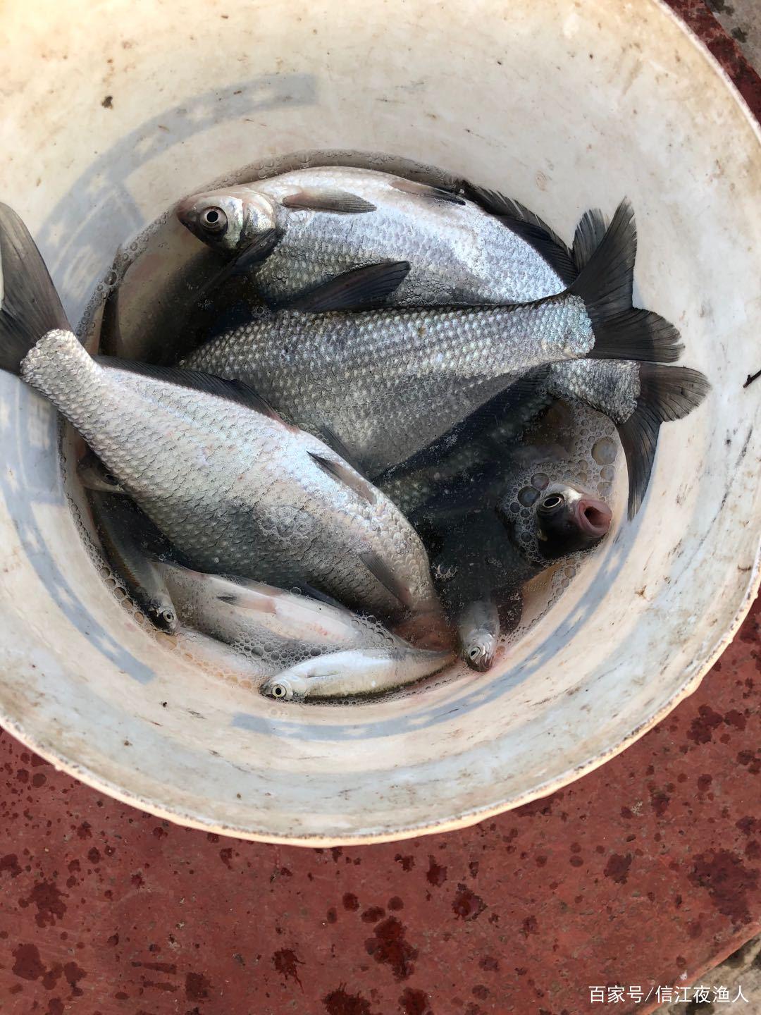 鳊鱼怎么钓？详细作钓方案来了