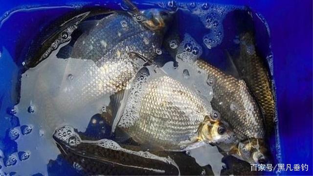 知道吗？夏季钓鳊鱼只要掌握这些技巧，扬竿就上鱼