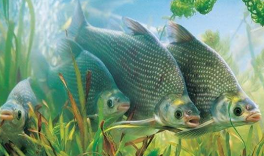 我们应该如何钓到鳊鱼呢？注意以下几点，就可以钓到了