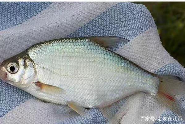 野钓大鳊鱼草鱼(窝料简单实用)