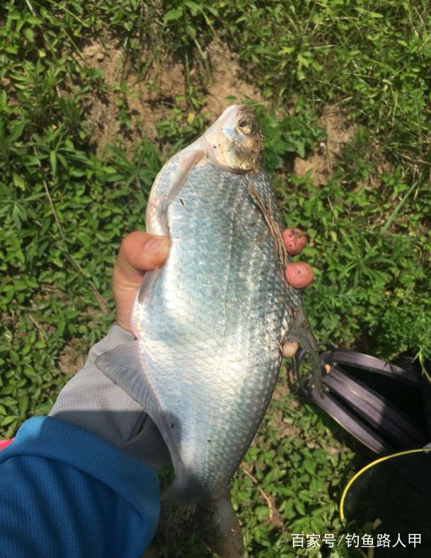 3分钟学会这几个钓鳊鱼技巧，2小时就爆护，一年四季都管用