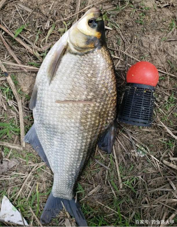 钓鳊鱼每次都只能钓一两条？做好这几个细节，能经常上双尾