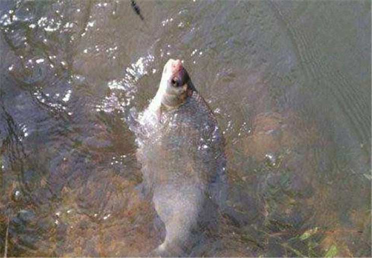 夏季钓鳊鱼，只要做好这几点准备，就可爆护而归
