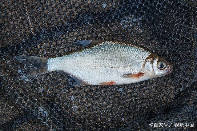 春末作钓鳊鱼小技巧，想要有个好渔获，还不快来看看！