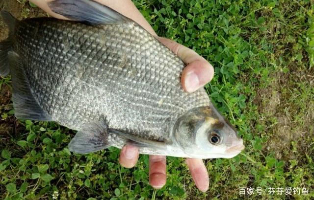 初夏时节钓鳊鱼，了解鳊鱼并掌握技巧，一定可以有所收获